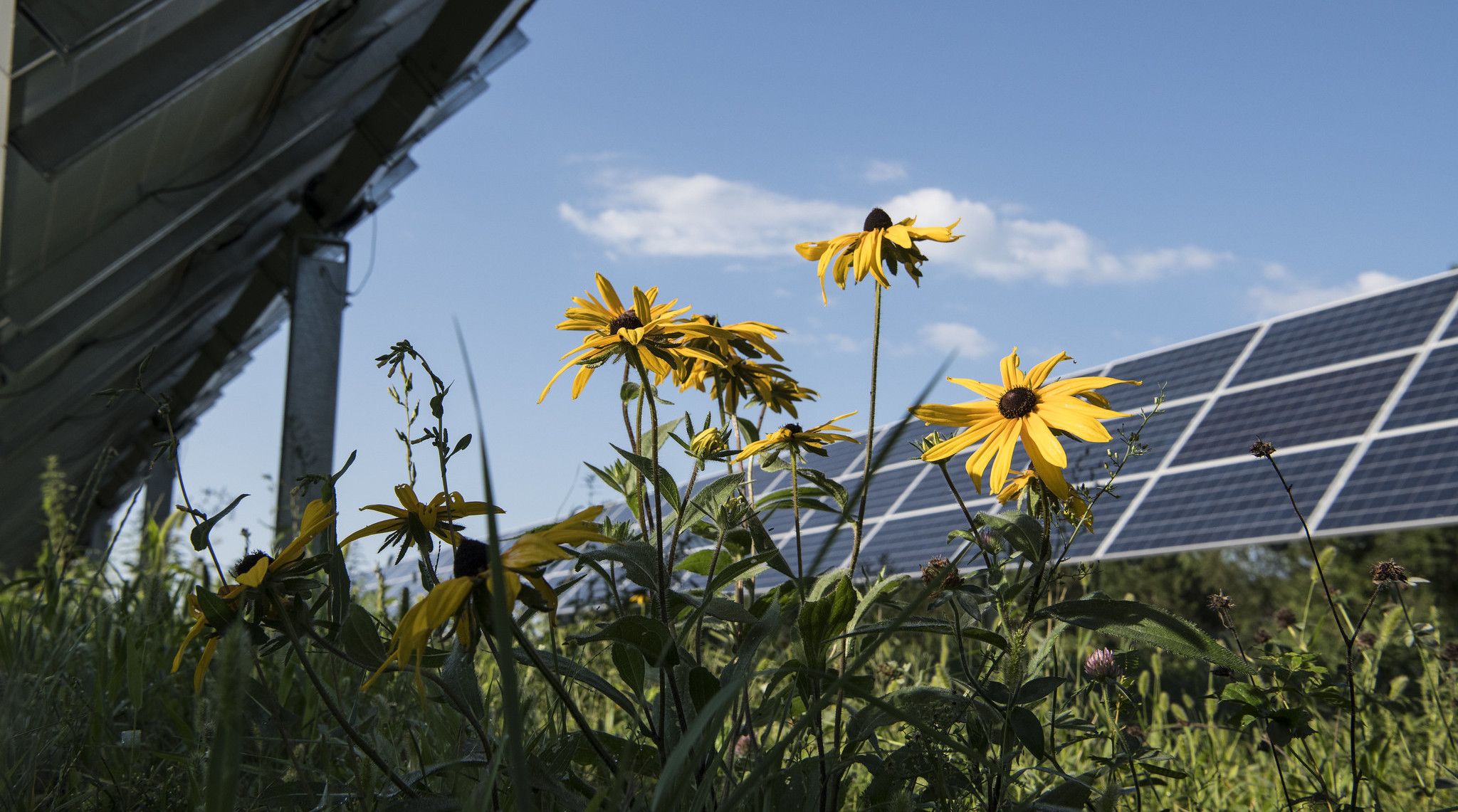 Solar Panels Flower Pollinators