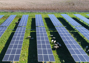 Sheep graze beneath solar panels mounted of farmland adjacent to Carilion New River Valley Medical Center.