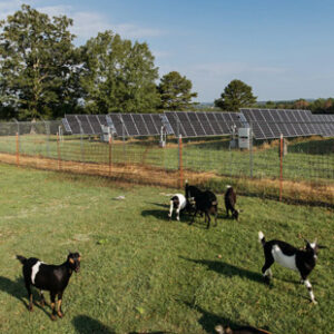 Black and white goats graze outside a fenced area containing a ground mounted solar panel array.