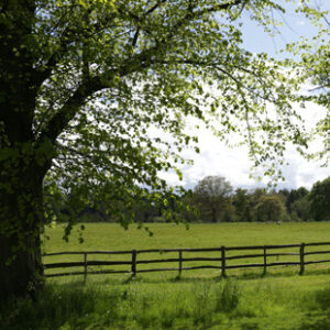 A rural scene shows horses grazing in a green field behind a wooden fence. A large tree in the foreground filters the sunlight.