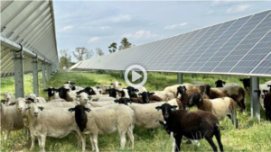 TV story about solar sheep